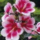 25 Seeds Lovely Pink Hibiscus Flowers Garden