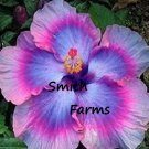 25 Seeds Blue Pink Purple Hibiscus Flowers Garden