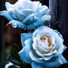 20 Seeds Broken Ice Blue Rose Unveil the Beauty of Unique Blue Blooms Flowers Garden