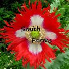 200 Seeds Danish Flag Poppy Flowers Garden