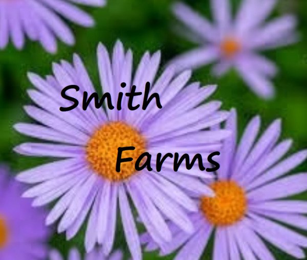 25 Seeds Purple Aster Beautiful Lavender Blooms Flowers Garden