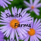 25 Seeds Purple Aster Beautiful Lavender Blooms Flowers Garden