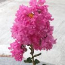 20 Seeds Pretty in Pink Cape Myrtle Tree Perennial Flowers Garden