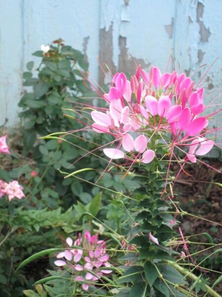 100 Seeds Light Pink Spider Clome Spinosa Perennial 80 Bee Flowers Garden