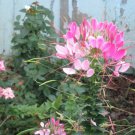 100 Seeds Light Pink Spider Clome Spinosa Perennial 80 Bee Flowers Garden