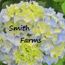 25 Seeds Sky View Hydrangeas Flowers Garden