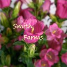 25 Seeds Pink Canterbury Bell Flowers Garden