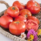 50 Seeds Sunshine Heirloom Tomato Tomatoe Vegetable Edible Canning Flowers Garden