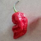 25 Seeds Jones9 Pepper Vegetables Flowers Garden