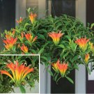 15 Seeds Orange Lipstick Flowers Garden