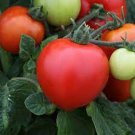 50 Seeds Megabite Tomato Tomatoe Vegetable Edible Canning Flowers Garden
