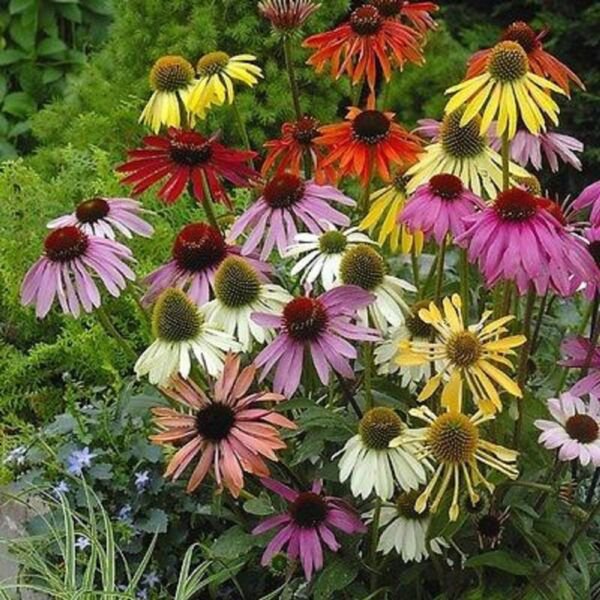 50 Seeds Lustre Mix Cone Echinacea Perennial Flowers Garden