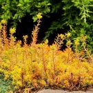 200 Seeds Angelina Sedum Yellow Gold Ground Cover Goldilocks Flowers Garden