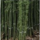 50 Seeds Ju Zhu Bamboo Privacy Climbing Clumping Shade Screen 86 Flowers Garden