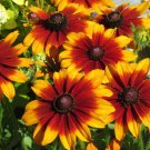50 Seeds Summerina Cone Echinacea Perennial 39 Flowers Garden