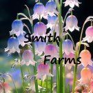 25 Seeds RAINBOW LILY OF THE VALLEY Floral Flowers Garden