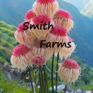 25 Seeds Pink Pom Pom Blossom Flowers Garden