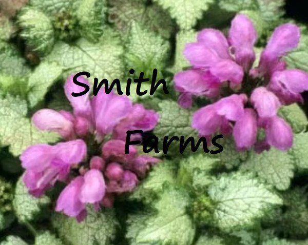 75 Seeds Spotted Deadnettle Lamium Maculatum Purple Lavender Ground Cover Flowers Garden