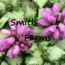 75 Seeds Spotted Deadnettle Lamium Maculatum Purple Lavender Ground Cover Flowers Garden