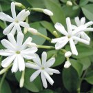 15 Seeds Azores Jasmine house Flowers Garden