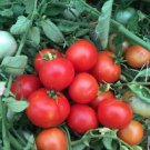 50 Seeds Skorospelka Tomato Tomatoe Vegetable Edible Canning Flowers Garden