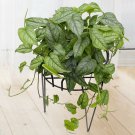3 SSeeds Silver Monstera house Flowers Garden