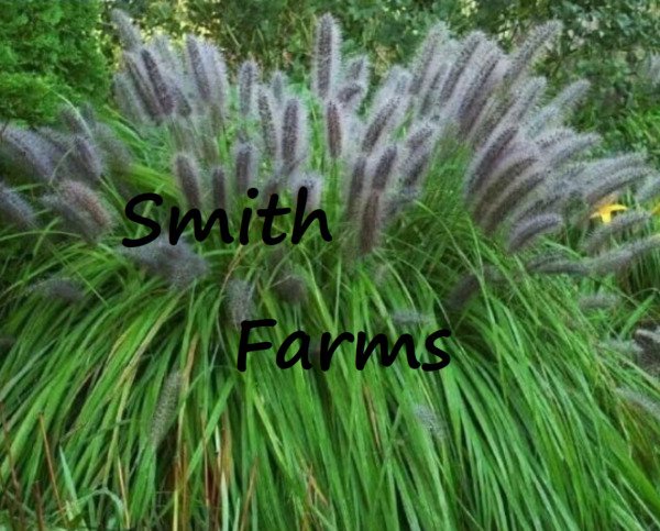 200 Seeds Black Cat Tail Pampas Grass Flowers Garden