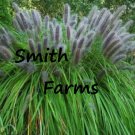 200 Seeds Black Cat Tail Pampas Grass Flowers Garden