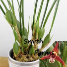 15 Seeds Coconut OrchidGreen Valleyhouse Flowers Garden