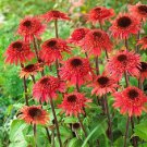 50 Seeds Raspberry Delight Cone Echinacea Perennial 080 Flowers Garden
