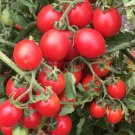 50 Seeds Grappoli DInverno Tomato Heirloom Vegetable Tomatoe Edible Flowers Garden