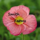 200 Seeds Champagne Bubbles Pink Poppy Flowers Garden