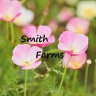200 Seeds Purple Gleam Poppy Flowers Garden