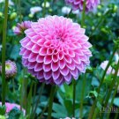 25 Seeds Sabrina Dahlia Perennial ing Bloom Flowers Garden