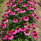 50 Seeds Rosanda Cone Echinacea Perennial Bloom 65 Flowers Garden