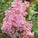 25 Seeds Coral Lilac Tree Fragrant Perennial 9 Flowers Garden