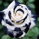 20 Seeds Rare Black & White Rose Heirloom Flowers Garden