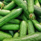 25 Seeds Alabama Cucumbers Crispy and Delicious Vegetable Flowers Garden