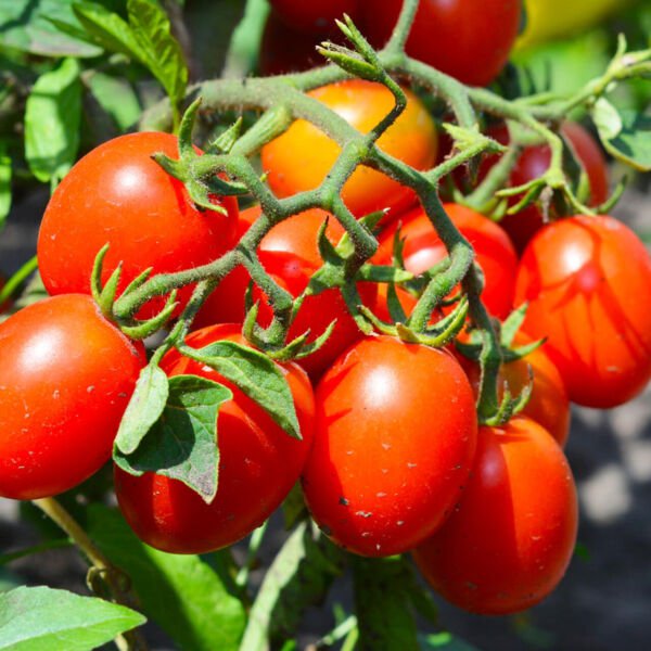 50 Seeds Roma Tomato Heirloom Vegetable Tomatoe Edible Flowers Garden