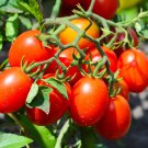 50 Seeds Roma Tomato Heirloom Vegetable Tomatoe Edible Flowers Garden