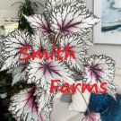25 Seeds White Rex Begonia Flowers Garden