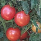 50 Seeds Eva Purple Ball Tomato Juicy Tomatoe Vegetable Flowers Garden
