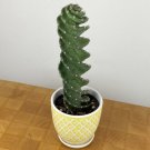 15 Seeds Spiral Cactus house Flowers Garden