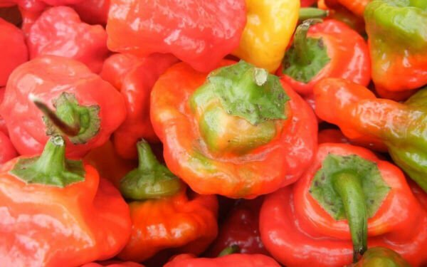 25 Seeds Rocotillo Chile Pepper Vegetables Flowers Garden
