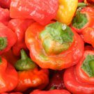 25 Seeds Rocotillo Chile Pepper Vegetables Flowers Garden