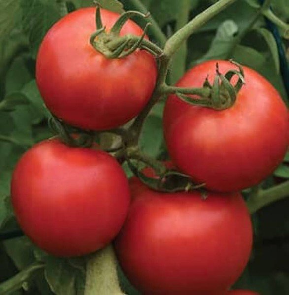50 Seeds Margo Tomato Tomatoe Vegetable Edible Canning Flowers Garden