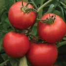 50 Seeds Margo Tomato Tomatoe Vegetable Edible Canning Flowers Garden