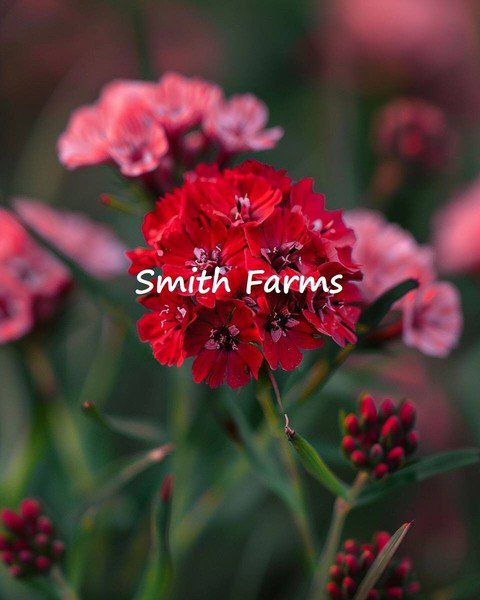 25 Seeds Red Sweet William Dunetti Dianthus barbatus Flowers Garden