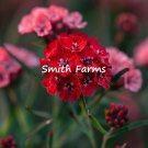 25 Seeds Red Sweet William Dunetti Dianthus barbatus Flowers Garden
