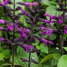 50 Seeds Deep Purple Salvia Perennial 94Butterfly Flowers Garden